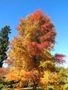 Colours of autumn fall - beautiful black Tupelo tree in front of blue sky