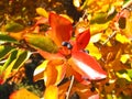 Colours of autumn fall - leafs of beautiful black Tupelo tree