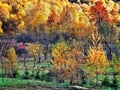 Colours autumns view Royalty Free Stock Photo