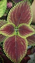 Colours coleus Royalty Free Stock Photo