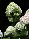 This is a stunning Hydranga Paniculata in a garden in Lancashire