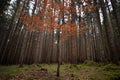 Colours of tree in autumn