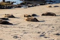 Coloy of sea lions with their pups on La Jolla Beach Royalty Free Stock Photo