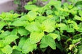 Cols , green mint leaves planted in pots