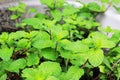 Cols , green mint leaves planted in pots