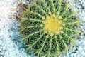 Colse up Top view photo fresh green cactus in pot, decoration outside flower Royalty Free Stock Photo