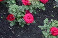 red roses with full bloom Royalty Free Stock Photo