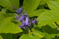 Colseup of bright purple bluebell flowers between green nettle leafs Royalty Free Stock Photo