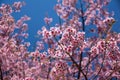Colseup Wild himalayan cherry flowers with blue sky background. Thai sakura flowers vintage style