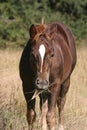 Colt Chewing Grass Royalty Free Stock Photo