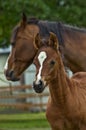 Colt, foal and mother Royalty Free Stock Photo