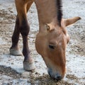 Colt of horse przewalski, Wild horse, Przewalski& x27;s horses are the only wild relatives of horses living now