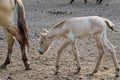 Colt of horse przewalski, Wild horse, Przewalski& x27;s horses are the only wild relatives of horses living now