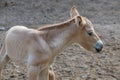 Colt of horse przewalski, Wild horse, Przewalski's horses are the only wild relatives of horses living now