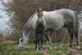 Colt And Mare In Nebrodi Park, Sicily