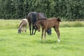 A colt is looking very boldly at the photographer, in the background a mare with foal in the pasture Royalty Free Stock Photo