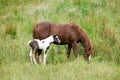 Colt and mother horse on Blue Ridge Parkway, Virginia Royalty Free Stock Photo