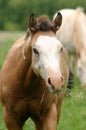 Colt with Mouthful of Grass Royalty Free Stock Photo