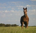 Colt in Pasture Royalty Free Stock Photo