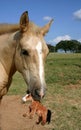 Colt with Stuffed Toy