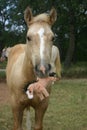 Colt with Toy Royalty Free Stock Photo