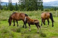 A Colt and Two Horses Grazing in a Green Meadow Royalty Free Stock Photo