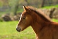 Colt under the sunlight Royalty Free Stock Photo