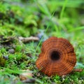 Coltricia cinnamomea fungus Royalty Free Stock Photo