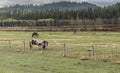 Colts and Mares in a Pasture