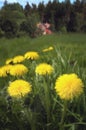 Coltsfoot