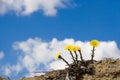 Coltsfoot