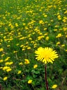 Coltsfoot Royalty Free Stock Photo