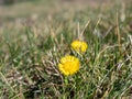 Coltsfoot blooms on a meadow in spring