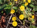 Coltsfoot blooms in the spring in the forest