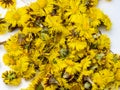 Coltsfoot for a cough tea