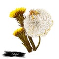 Coltsfoot coughwort, farfarae folium leaf, foalswort digital art illustration. Tussilago farfara yellow flowers used in