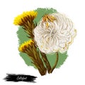 Coltsfoot coughwort, farfarae folium leaf, foalswort digital art illustration. Tussilago farfara yellow flowers used in