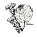 Coltsfoot coughwort, farfarae folium leaf, foalswort vector illustration. Tussilago farfara flowers used in cosmetics. Herb for