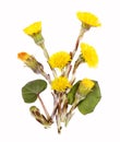 Coltsfoot flowers for tea, isolated