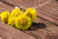 Coltsfoot flowers are on the bench in spring