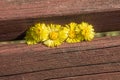 Coltsfoot flowers are on the bench in spring
