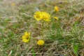 Coltsfoot flowers blooming in the meadow. Early spring yellow flowers Royalty Free Stock Photo