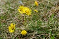 Coltsfoot flowers blooming in the meadow. Early spring yellow flowers Royalty Free Stock Photo