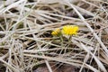 Coltsfoot flowers in dry grass in early spring Royalty Free Stock Photo