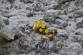 Coltsfoot flowers