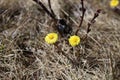 Coltsfoot Flowers, Early Spring Flowers Royalty Free Stock Photo