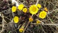 Coltsfoot Flowers