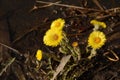 Coltsfoot flowers grow on the shore of the water. Yellow spring herbs for medical use.