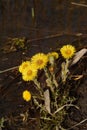 Coltsfoot flowers are growing on the shore of the pond. Foalfoot flowers in nature. Yellow spring herbs for medical use.