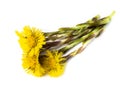 Coltsfoot flowers isolated botany white background